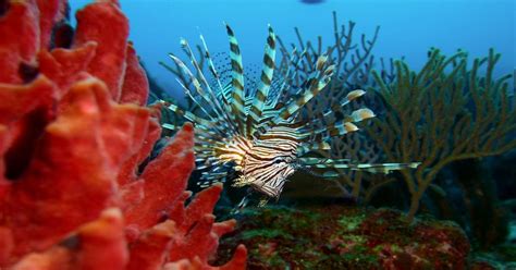 An Invasive Species The Lionfish The Great Projects