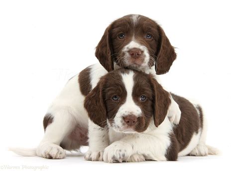 There are millions of homeless dogs. Dogs: Working English Springer Spaniel puppies photo - WP40322