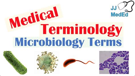 Medical Terminology The Basics Microbiology And Infectious Diseases