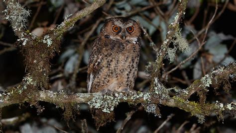 Luzon Scops Owl Otus Longicornis Photo Call And Song