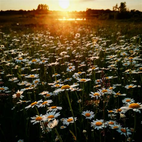 White Daisy Flower Field During Golden Hour · Free Stock Photo