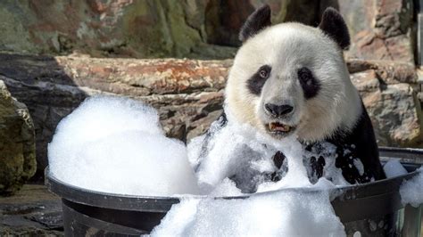 Ever Seen A Panda In A Bubble Bath The Advertiser