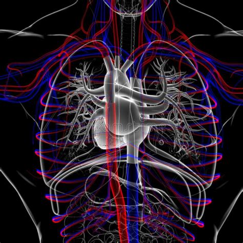 Anatomie Van Het Ademhalingsstelsel Van Longen Voor Medisch Gebruik 3d