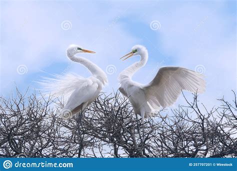 Graceful Couple Of White Herons Stock Image Image Of Outdoor Nature