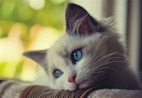 That cracking sound you hear is your heart breaking. sad animals | Cute Sad Cat With Blue Eyes Animal Picture ...