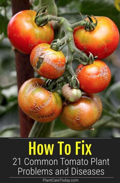 Learn Solutions To Common Tomato Plant Problems And Diseases Yellow