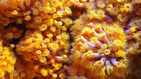 Sea Plants Plants Sea Life