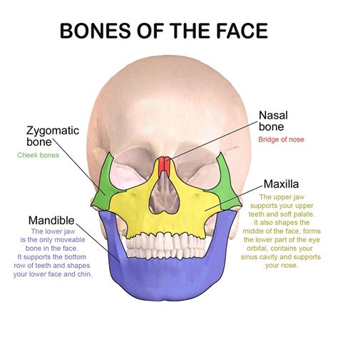 Facial Bones And Their Function