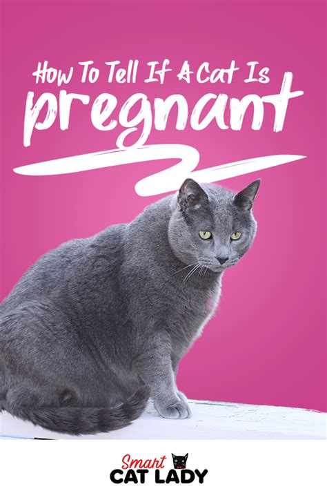 Cant Tell If Your Cat Is Pregnant Or Just Fat Here Are Some Ways On