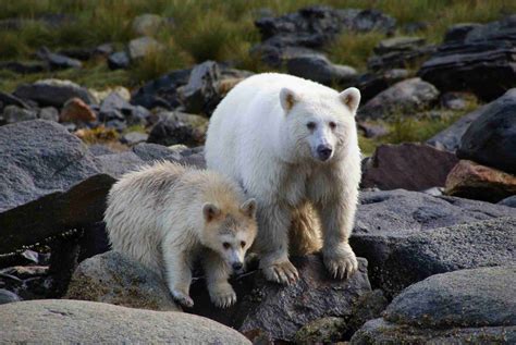 8 Facts About The Kermode Spirit Bear Fun Facts About The Tropical
