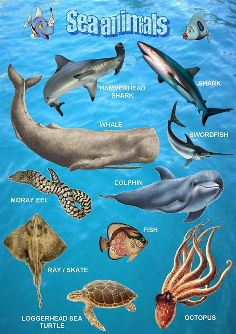 Ocean Animals List With Pictures Animal Big