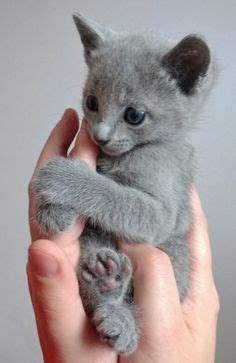 At four months, you will begin to see rings of green around their eyes. 84 Best "Love My Russian Blue Cats" images | Russian blue ...