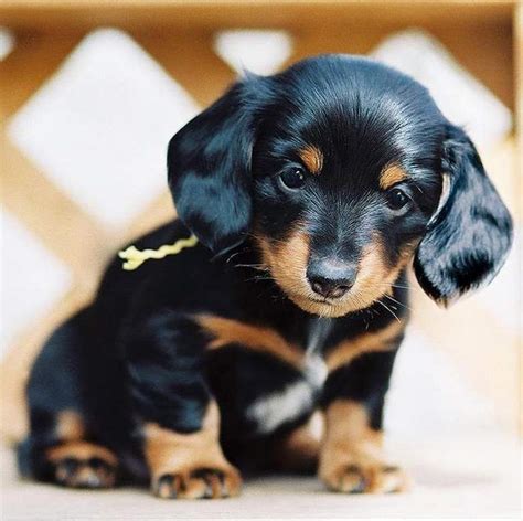 59 Cute Dachshund Wallpapers Image Bleumoonproductions