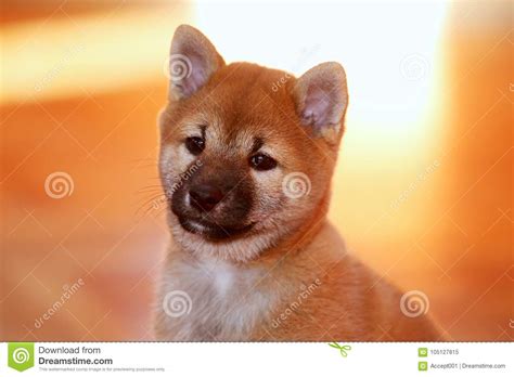 Purebred Akita Inu Puppy Sitting In Photo Atelier Stock Image Image