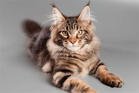 Trying to decide what type of cat is right for you and your family? Fall in Love With These 5 Large Cat Breeds - Catster