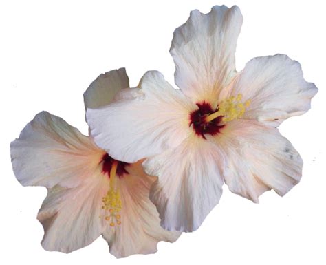 Hibiscus Png Transparent Image Png Svg Clip Art For Web Download