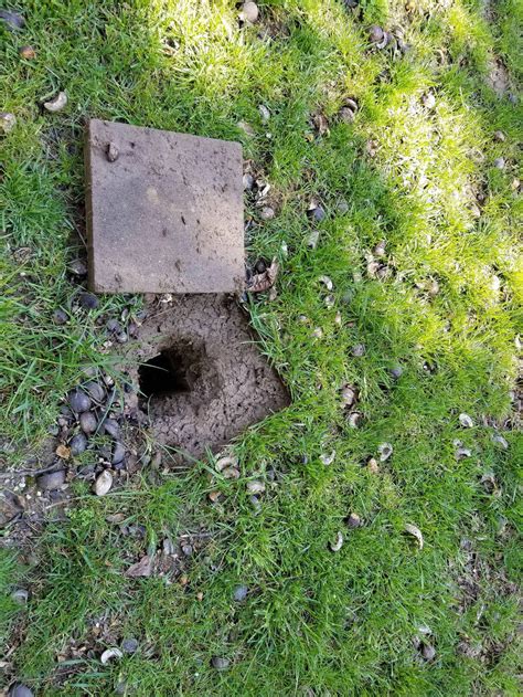 Found Random Hole In Backyard Rhomeowners