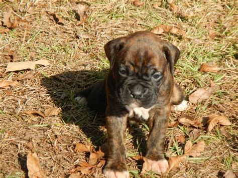 A boxer named junebug gave birth to 5 puppies on july 15th 2010. Litter of 7 Boxer puppies for sale in BEECH ISLAND, SC ...