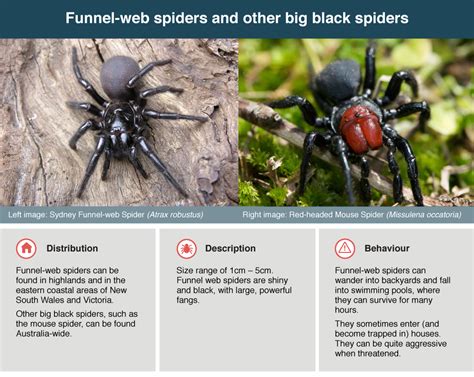 Gallery Of Australian Non Venomous Spiders Spider Identification Chart Australia Spider