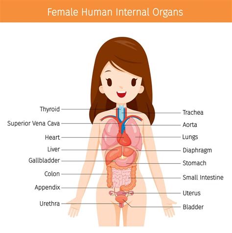 Female Body Diagram Female Anatomy Diagram High Resolution Stock