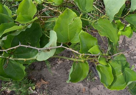 Round Leaved Greenbrier Smilax Rotundifolia