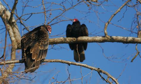 Turkey Vultures Andrew Johnson Flickr