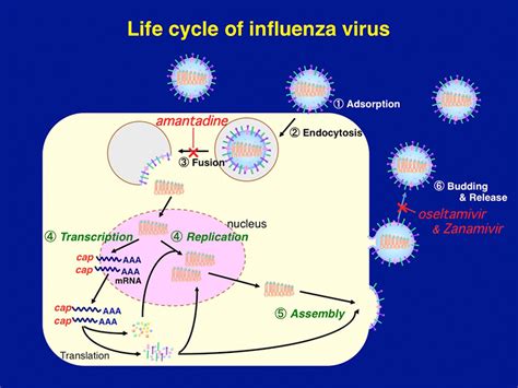 Influenza a virus belongs to the family of orthomyxoviridae. IMC - Institute of Microbial Chemistry - Laboratory of ...