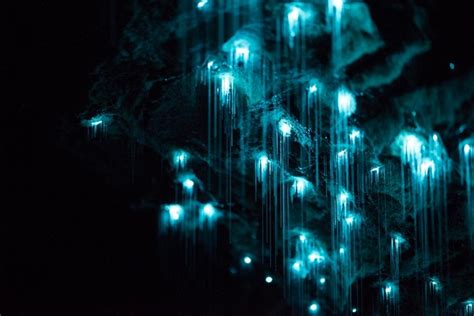 土ボタルが放つ青白い光が綺麗。ワイトモ・グローワーム洞窟