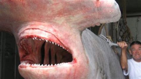 Giant Hammerhead Shark Biggest Ever Caught North Coast