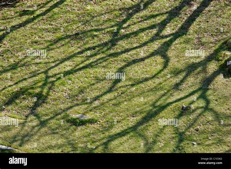 Green Grass Covered In Curving Shadows From A Tree Hi Res Stock