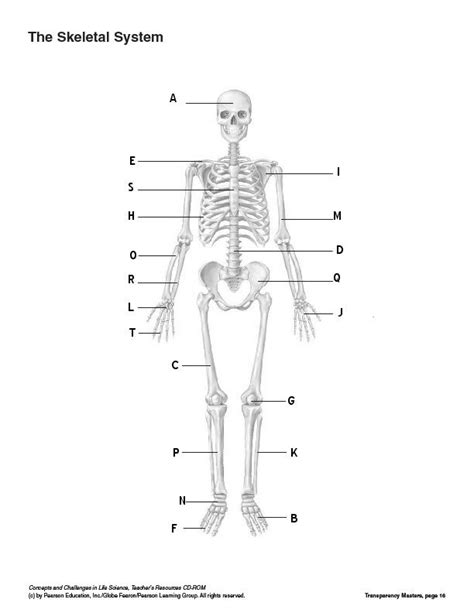Skeletal System Diagram To Label