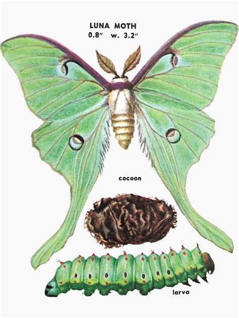 Luna Moth Life Cycle Sticker By Cottagefrog 红泡 Moth Life Cycle