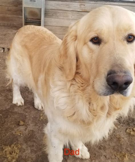 Club members are active in many activities with their golden retrievers whether it be field activities, obedience, conformation, agility, hiking, pet therapy, or just hanging out. Golden Retriever Puppies for Sale in Austin, Kentucky
