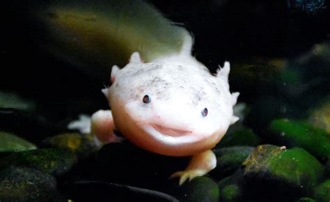 Why Are Axolotls Illegal In California 5 Reasons Why