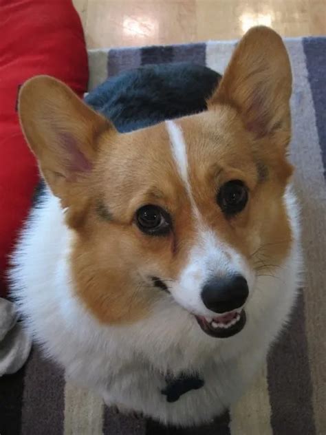 What Is A Derp Three Corgis Official Blog