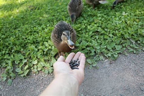 What Do Ducks Eat In Lakes Whtoda