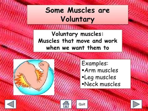 Exploring Muscles