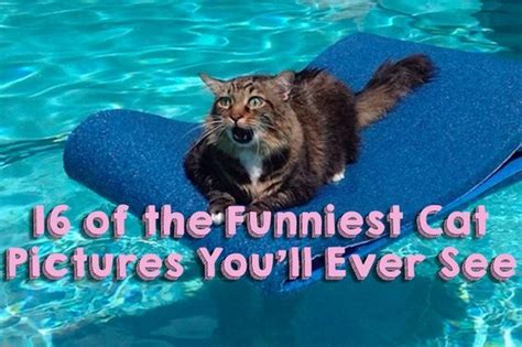 Literally Just 16 Of The Funniest Cat Pictures Weve Ever Seen Cuteness