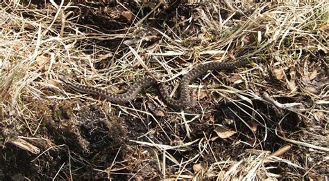 The adder is the only venomous snake in norway #haugesund #norway #adder #hoggorm #huggorm #nature #wildlife #snake #natur #dyreliv. Pass deg for hoggormen! | Baby | Babyverden.no