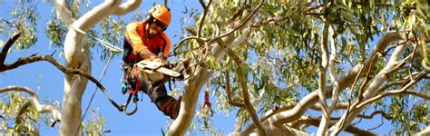 Brisbane Tree Services Expert Tree Lopping Arbor