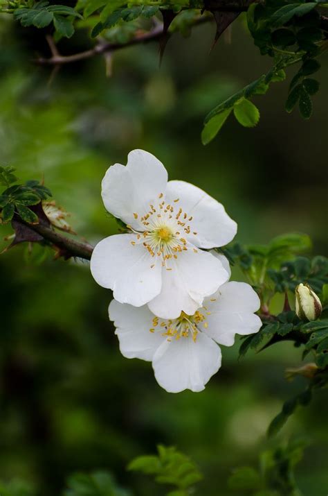 Chronicles Of A Love Affair With Nature White Flower Farm Trees To