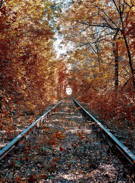 Railway Road In The Autumn Forest Stock Photo Image Of Path Natural