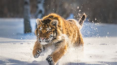 Wallpaper Tiger Running In The Snow Winter 2560x1600 Hd Picture Image