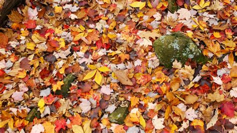 Forest Floor Autumn Foliage Stock Image Image Of Fall Forest 80243783
