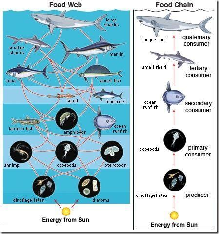 Furthermore, a food web accurately represents all the various food chains that exist in an ecosystem. Difference between Food chain and Food web ~ Major ...