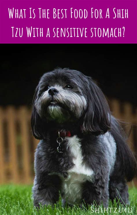 Our 4 top picks of the best dog food for shih tzus in 2021: Best Dog Food For A Shih Tzu With A Sensitive Stomach ...