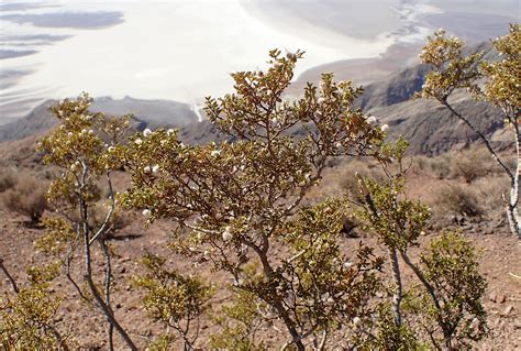 Thick, waxy skin to reduce loss of water and to. Life in Death Valley - How It Works