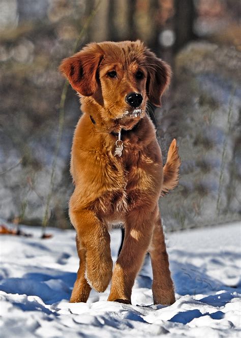Selective Photo of Dark Golden Retriever Puppy Stands on ...
