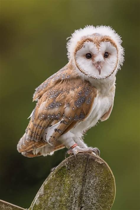 Uk Baby Barn Owl Baby Owls