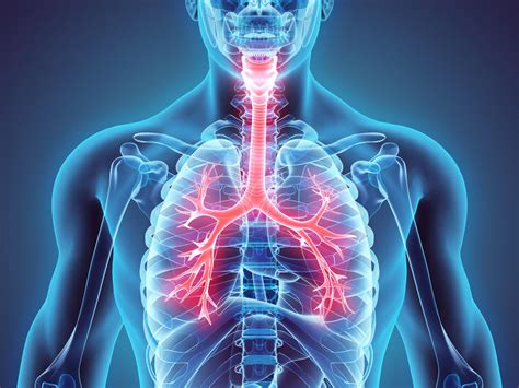 Asthme Les Anomalies Dans Les Poumons Seraient Héréditaires